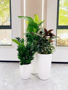 杭州湾绿植租摆方案